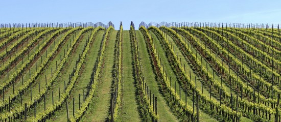 Viticulture : la superficie du vignoble mondial en recul
