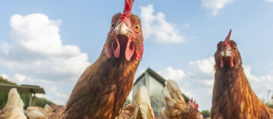 Aviculture : aide aux éleveurs de poules pondeuses affectés par la grippe aviaire
