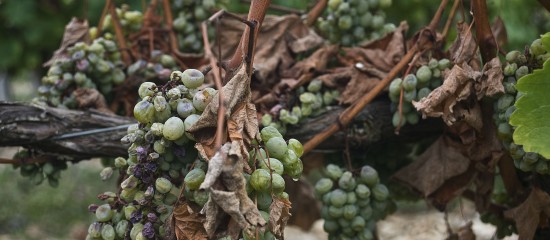Viticulture : lutte contre la flavescence dorée de la vigne