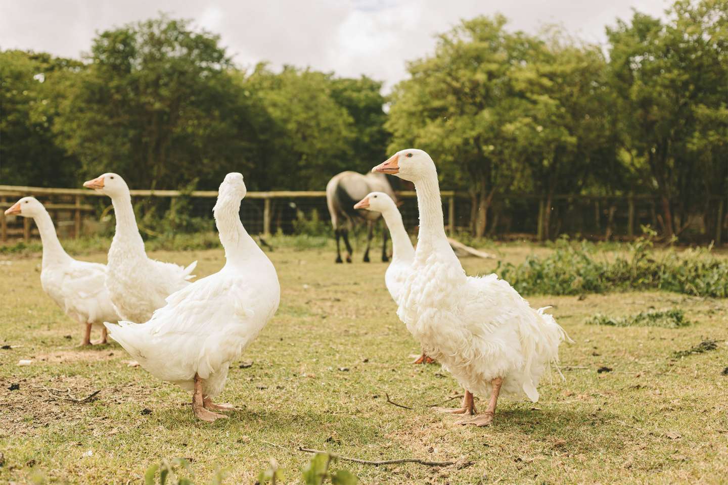 Aviculture : allègement des mesures de prévention contre la grippe aviaire