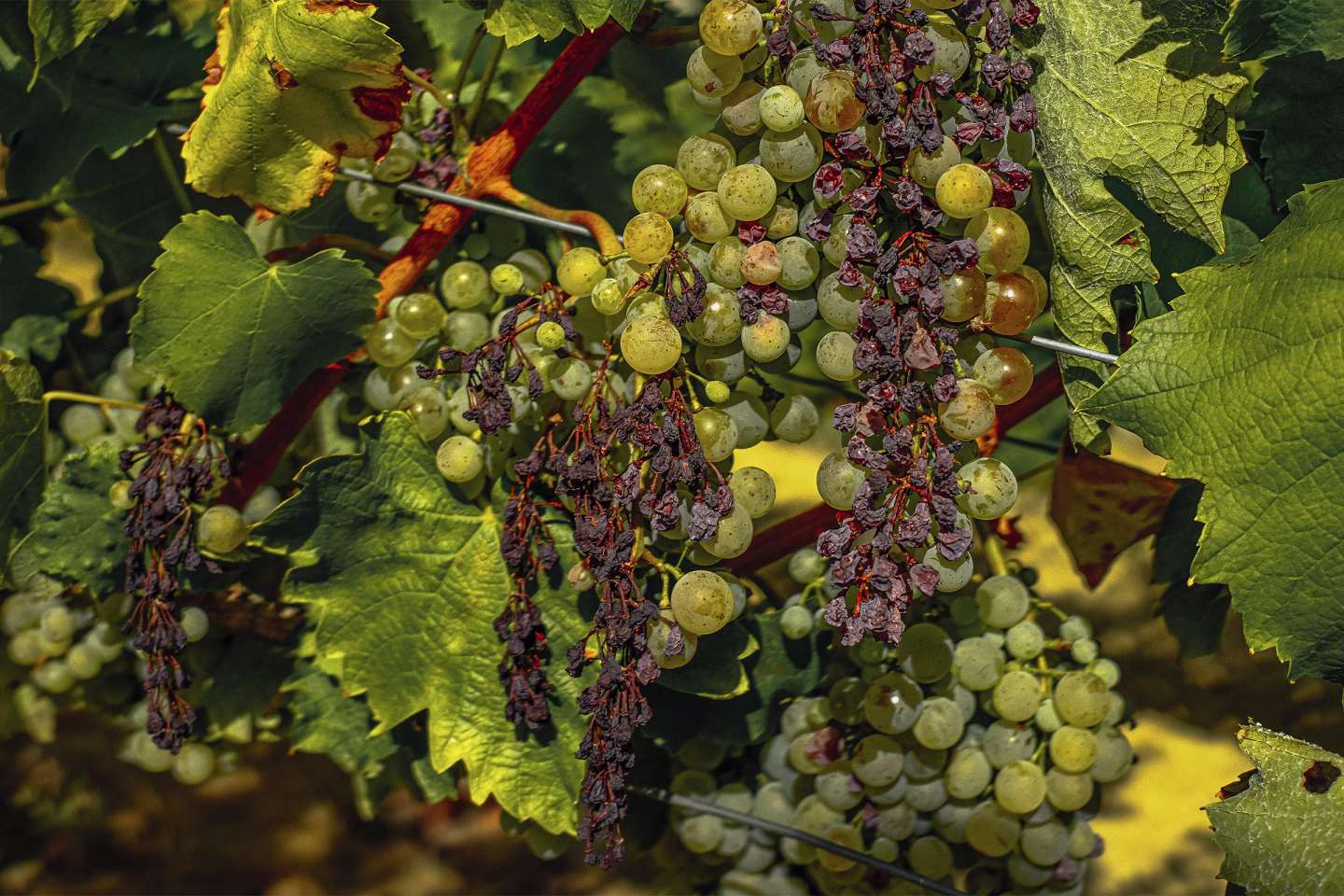 Viticulture : un plan national de sortie de crise