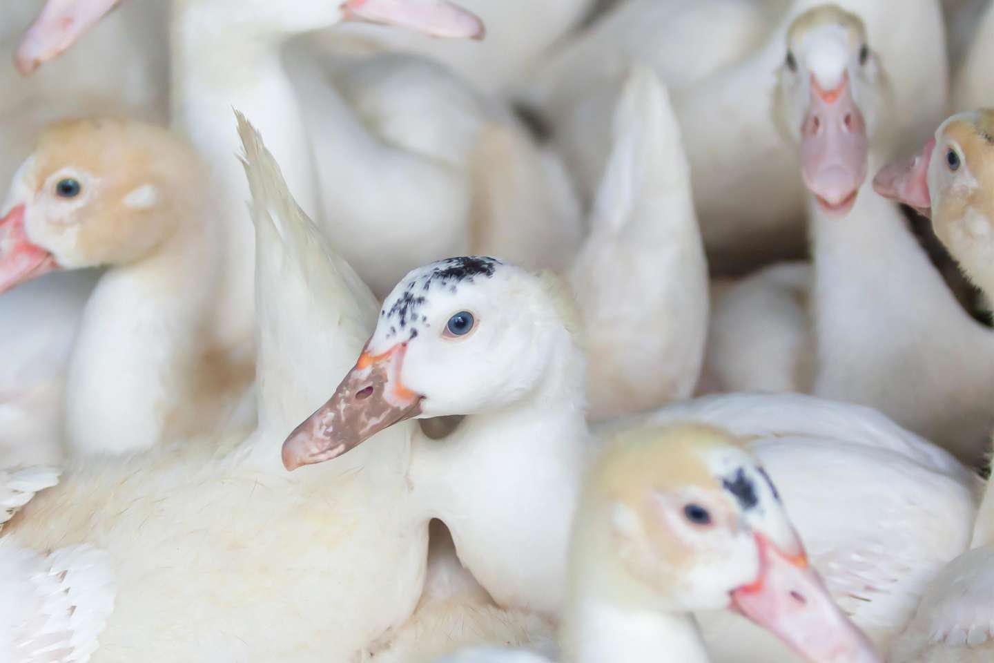 Aviculture : aide aux éleveurs impactés par la grippe aviaire 2024-2025