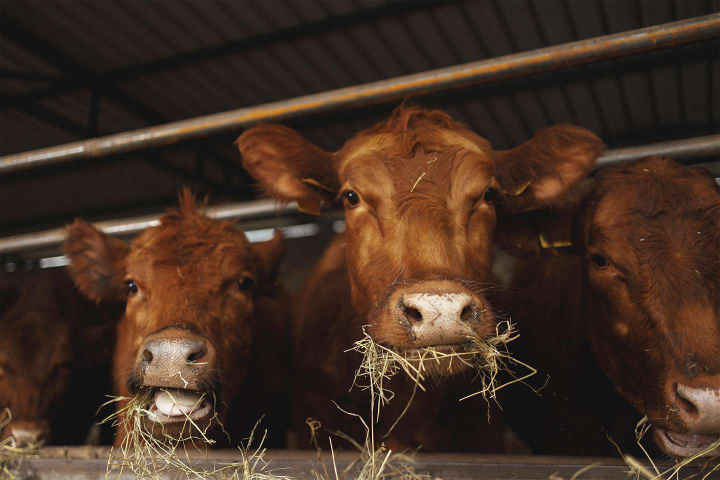 Elevage bovin : revalorisation des montants de l’aide 2025