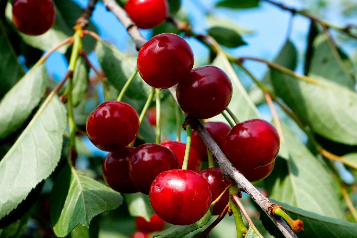 Cultures végétales : montant de l’ensemble des aides couplées 2025