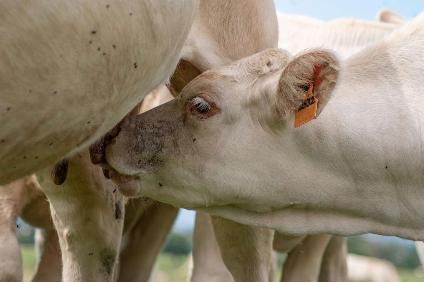 Élevage bovin : aide aux veaux sous la mère et aux veaux bio 2025