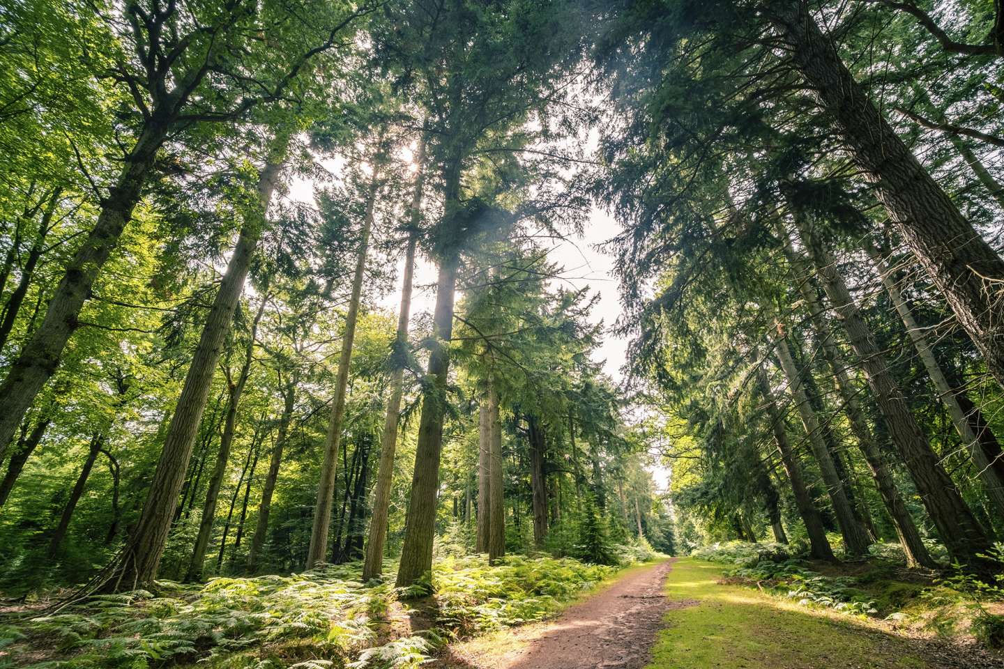 Diversifier son patrimoine en investissant dans les forêts