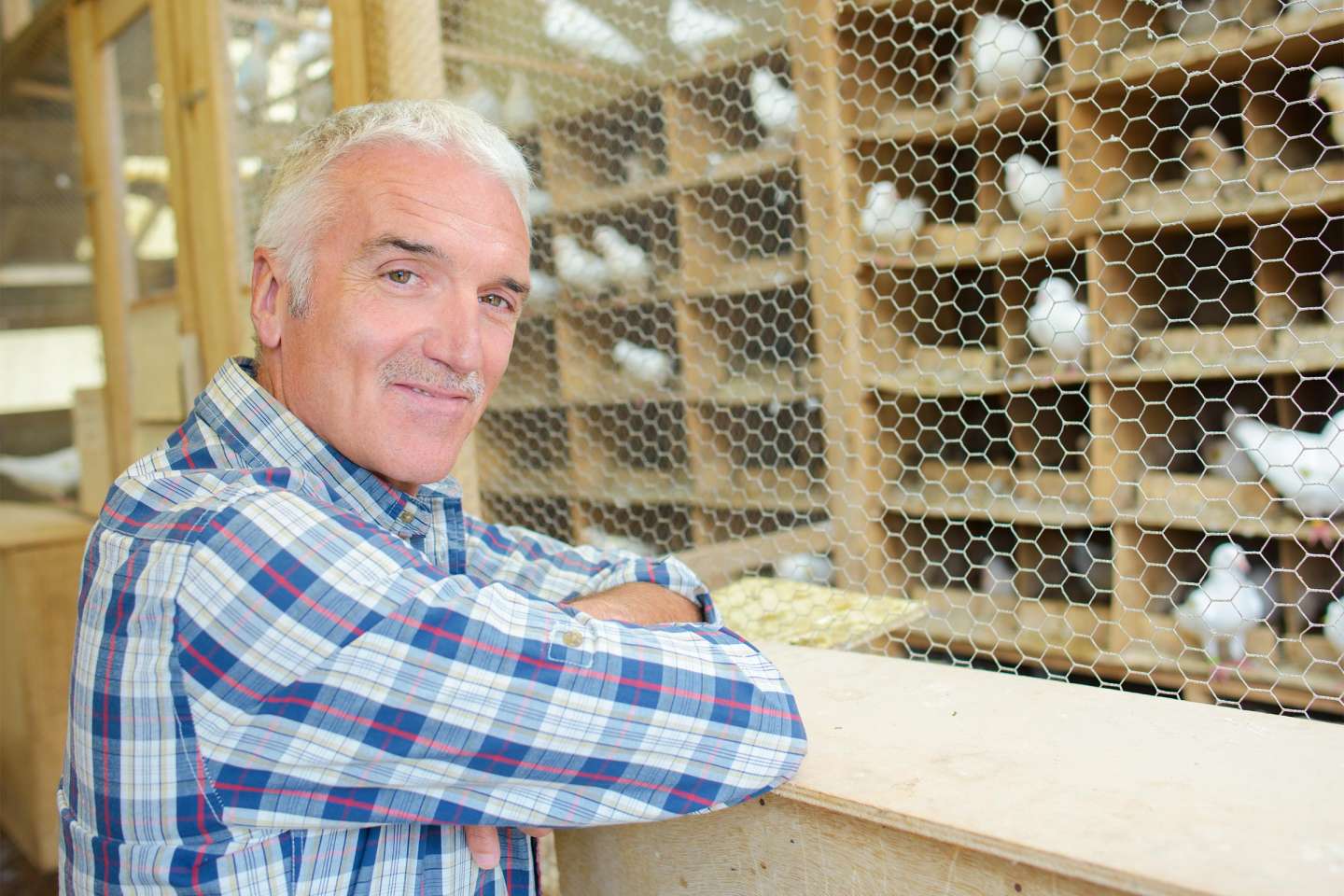 Aviculture : indemnisation des éleveurs impactés par la grippe aviaire 2025-2026