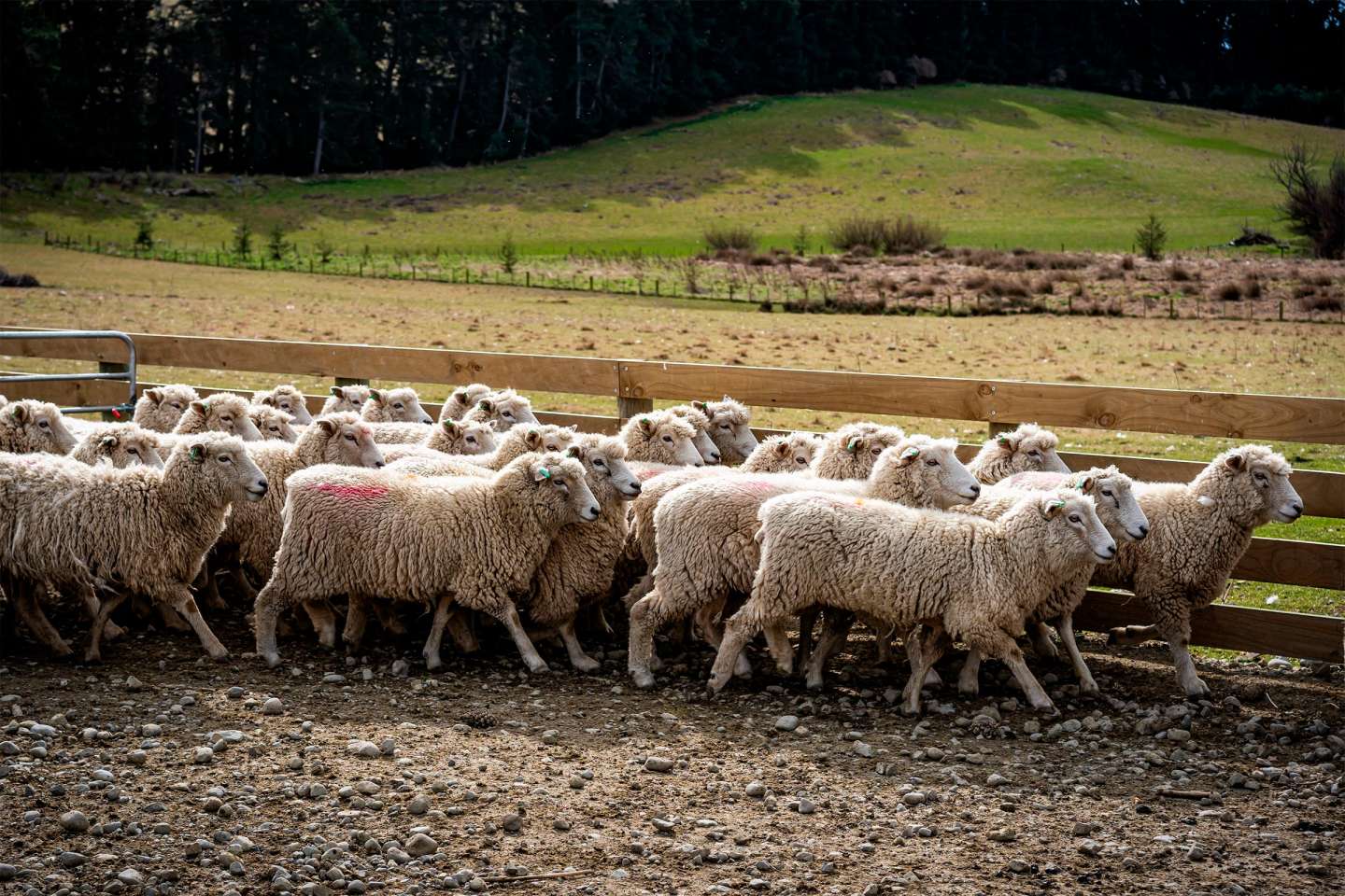 Élevages ovins et caprins : notification des mouvements d’animaux