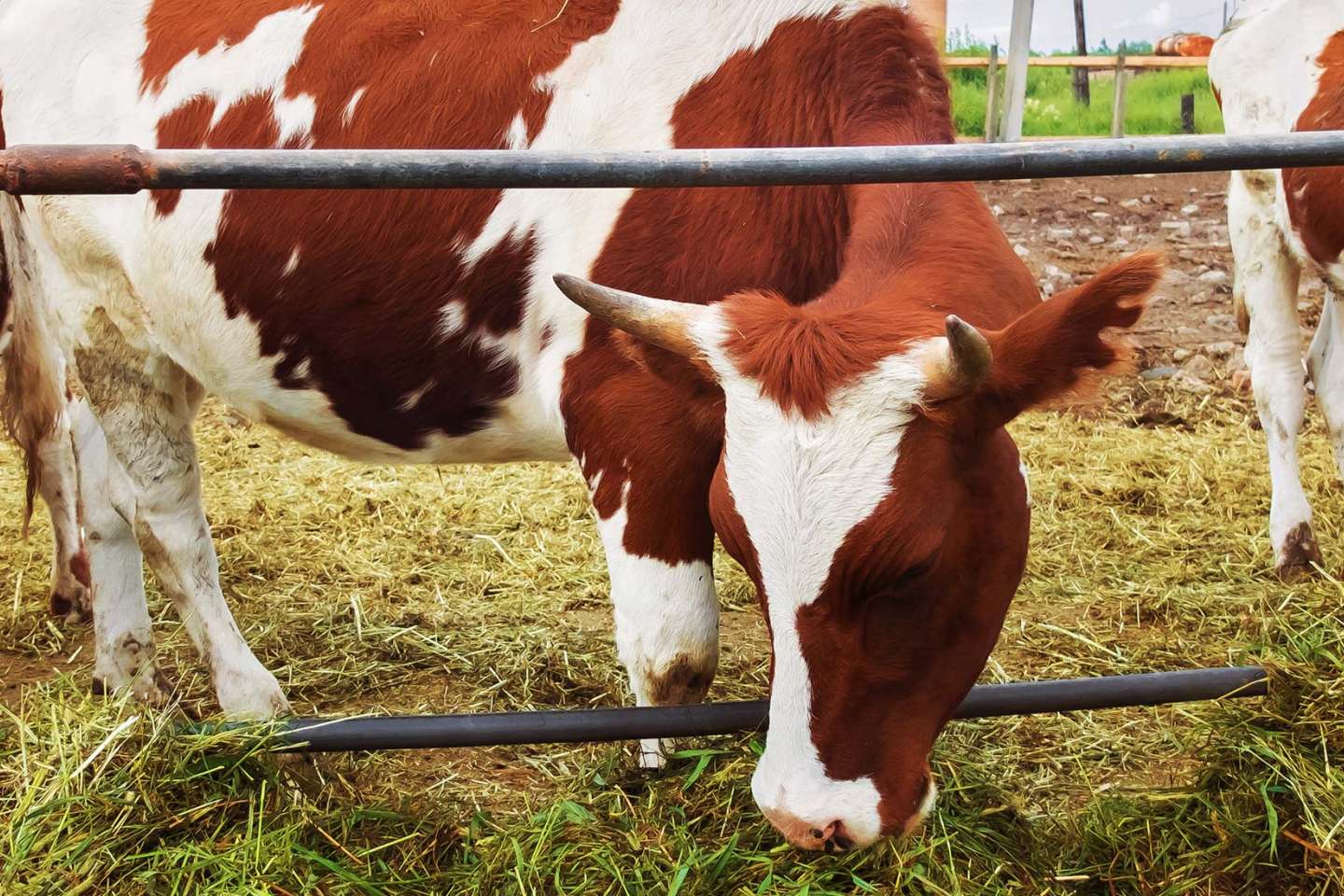Elevage bovin : revalorisation des indemnisations en cas de tuberculose bovine