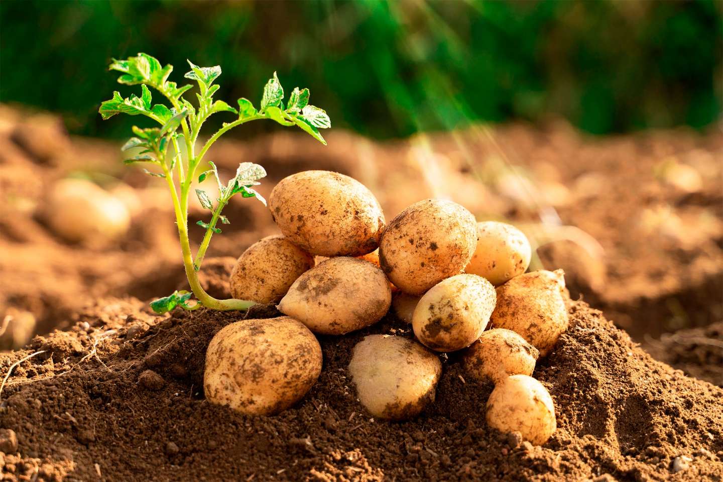 Production de pommes de terre : déclaration des surfaces