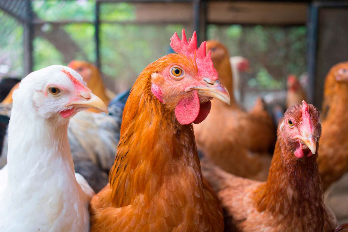 Aviculture : le risque de grippe aviaire abaissé à « négligeable »