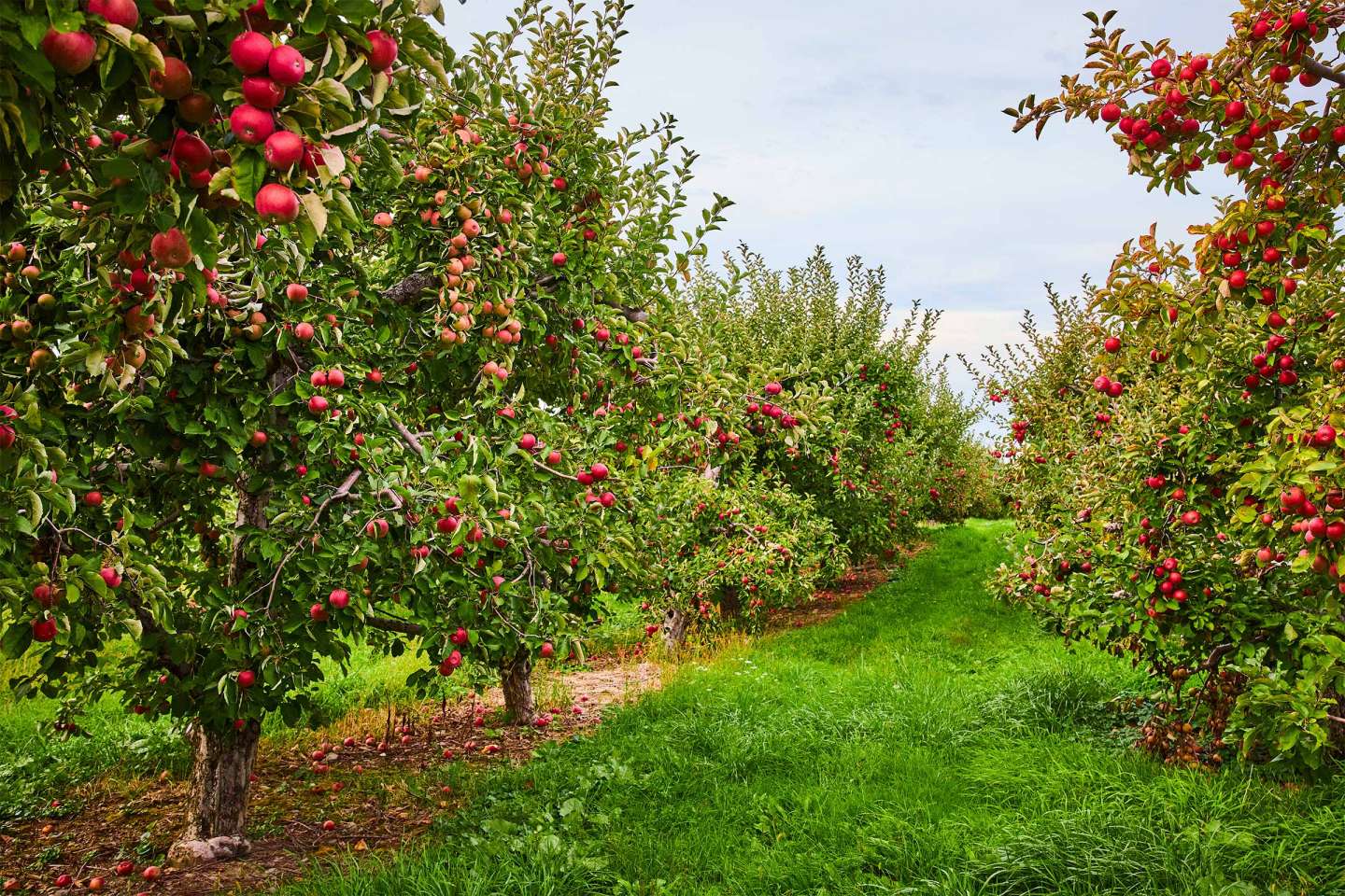 Arboriculture : aide à la rénovation des vergers