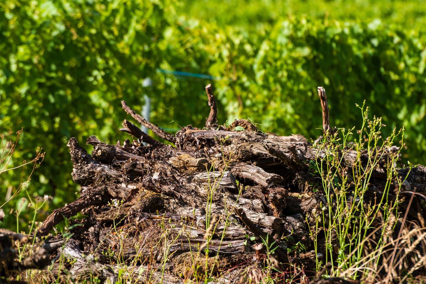 Viticulture : aide à l’arrachage définitif de vignes