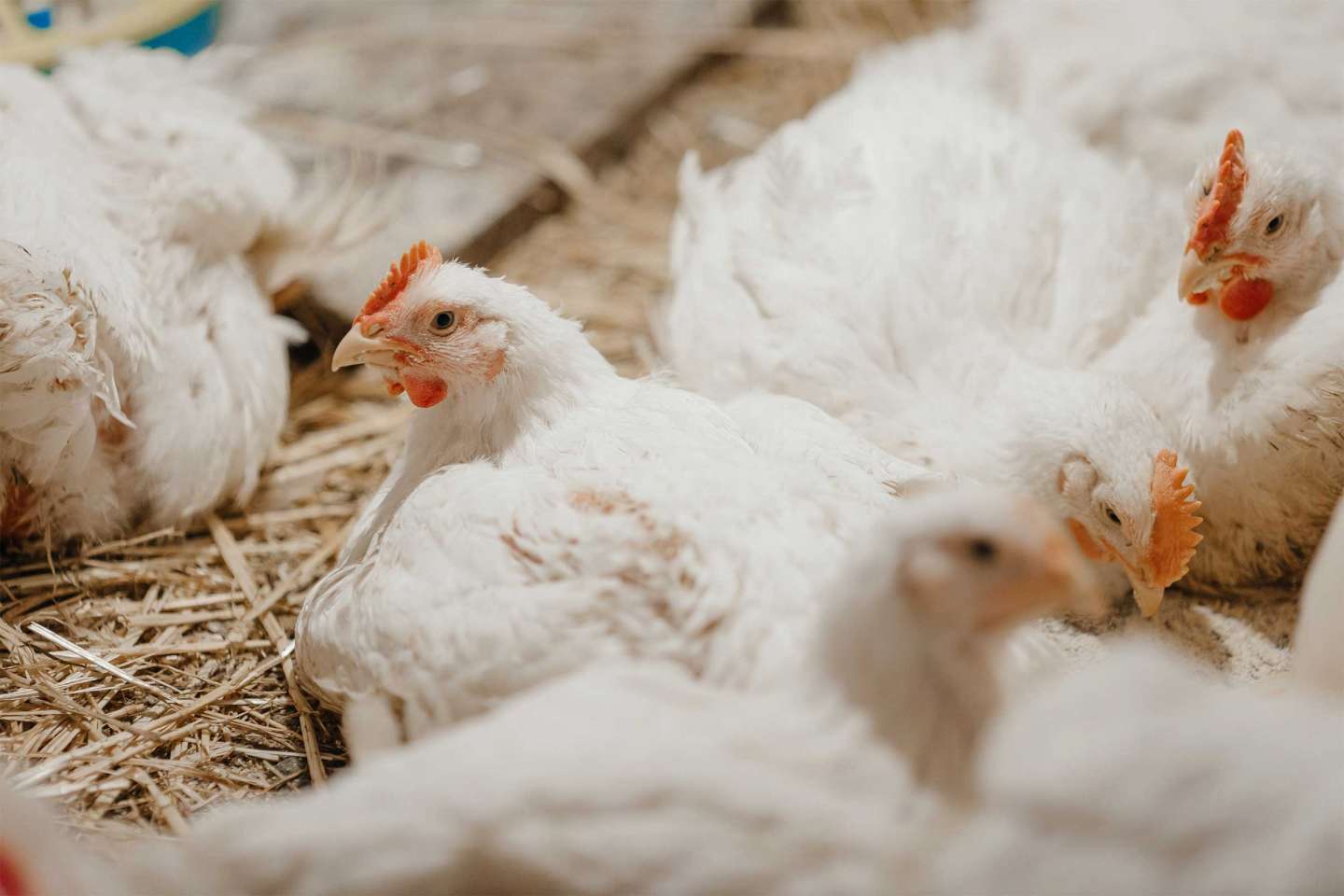 Aviculture : une aide pour les entreprises d’accouvage impactées par la grippe aviaire