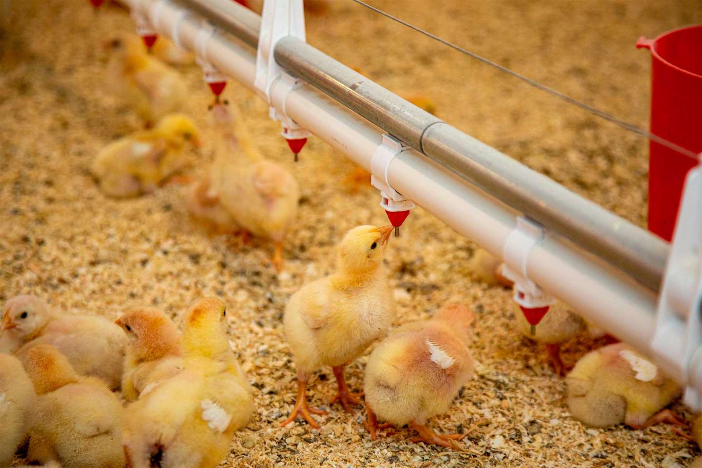 Aviculture : indemnisation des éleveurs impactés par la grippe aviaire